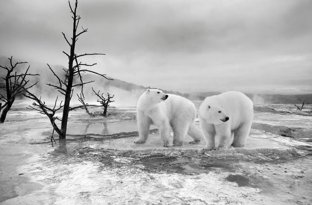 Antarctica Tour Packages