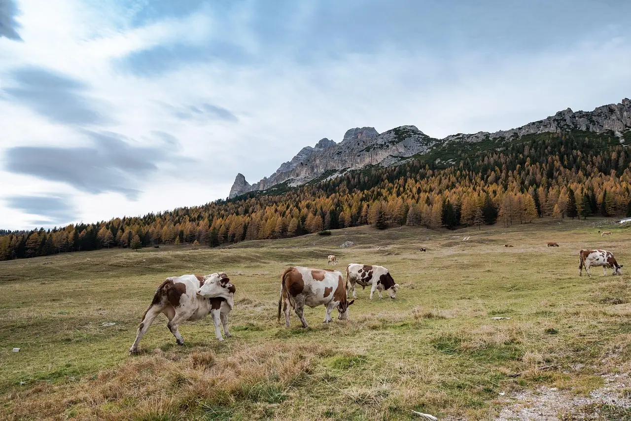 Wildlife Tours